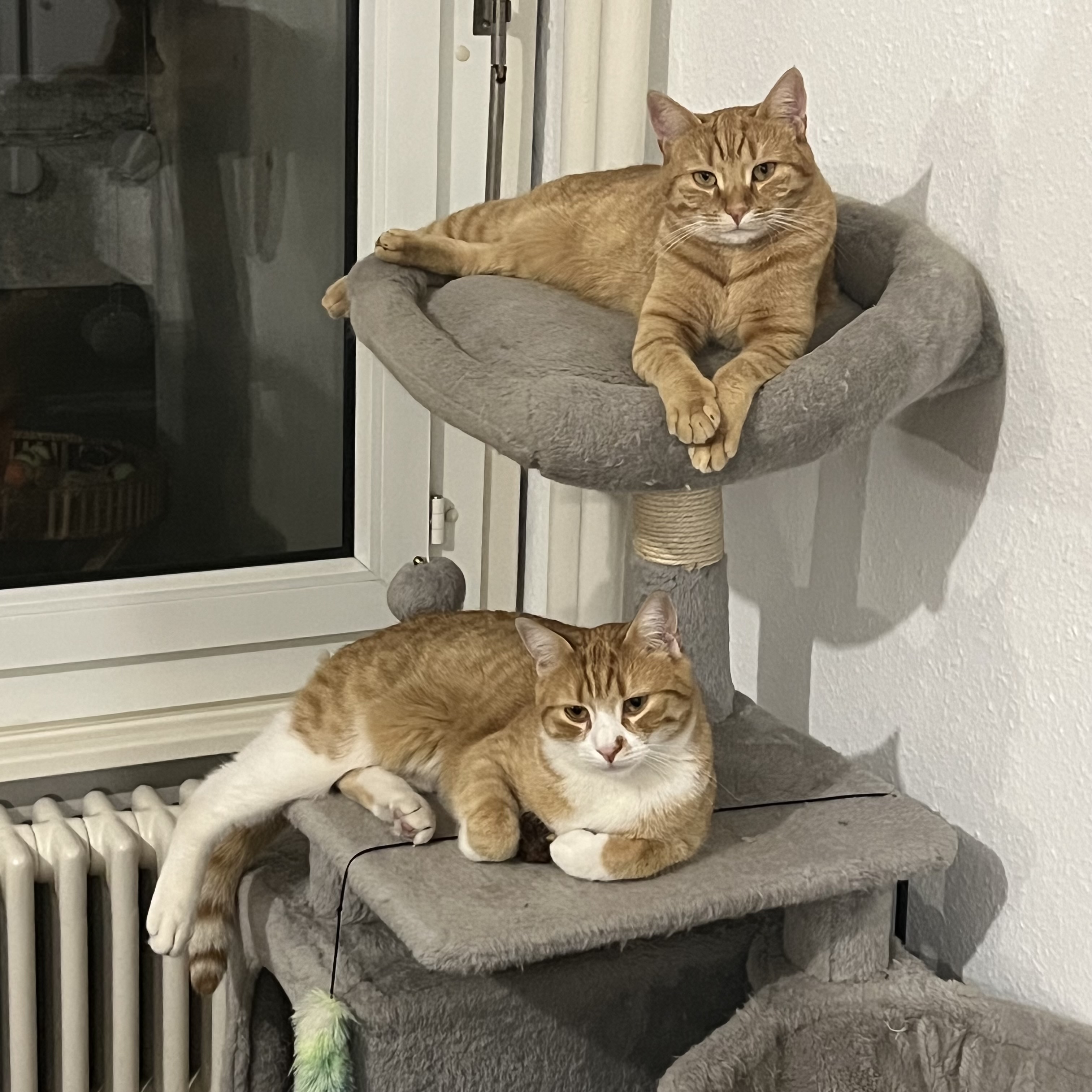 Deux chats orange et blanc allongés dans arbre à chat gris